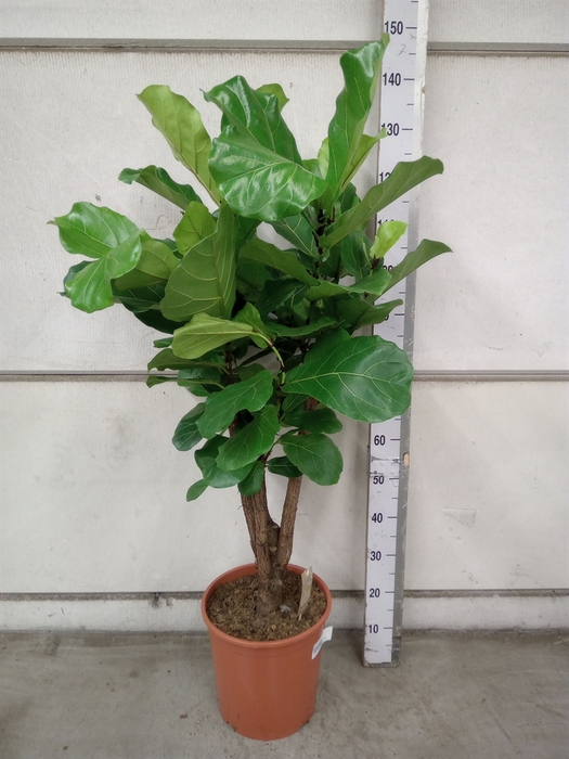 <h4>Ficus lyrata</h4>