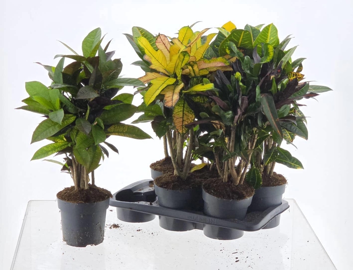 <h4>COD KL GEM 2 SRT</h4>