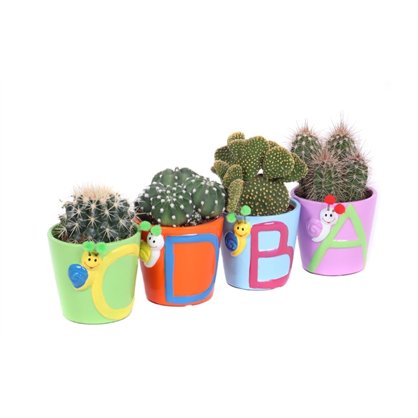 <h4>Cactus abc sierpot 8,5 cm</h4>