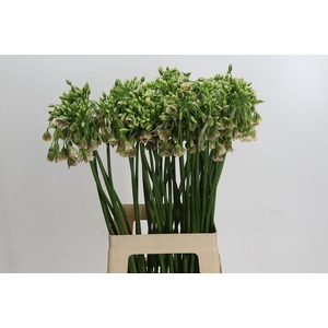 Allium Nectaroscordum Siculum