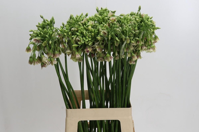 <h4>Allium Nectaroscordum Siculum</h4>