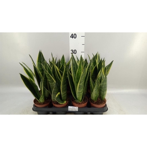 Sansevieria trifa.   ...