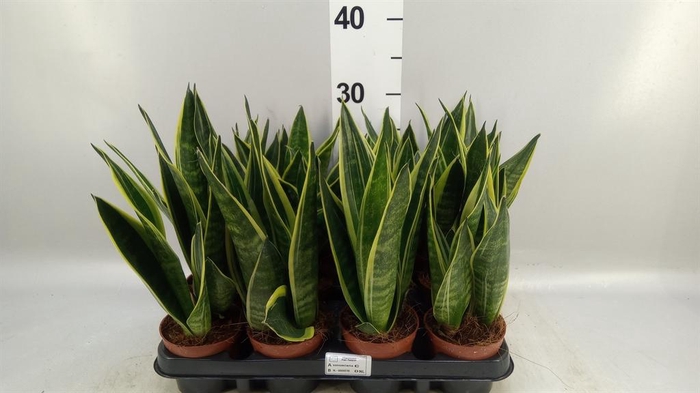 <h4>Sansevieria trifa.   ...</h4>