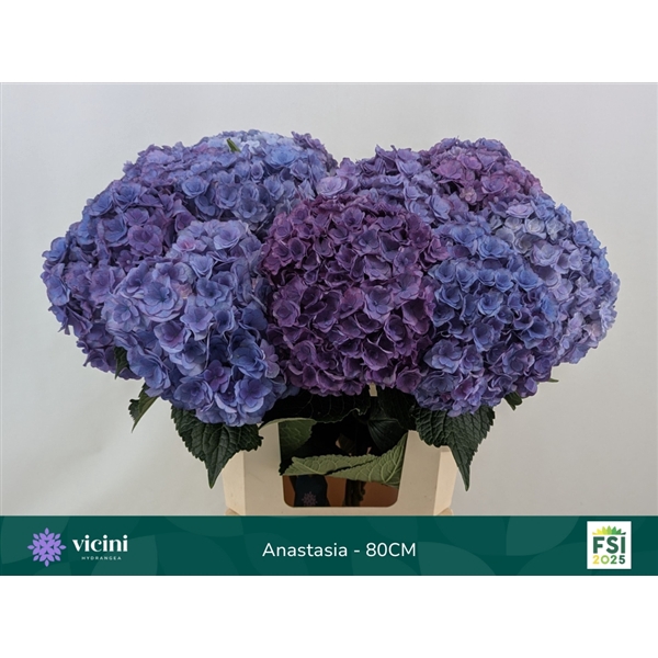 <h4>Hydr Anastasia 80 cm Vicini</h4>