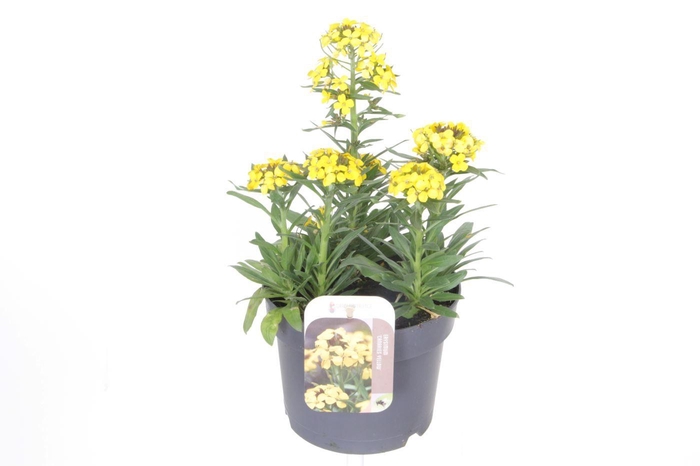 <h4>Erysimum Canaries Yellow</h4>
