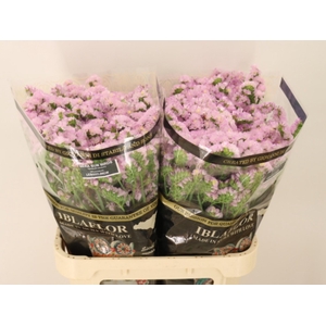 Lim S Sera Sun Birds