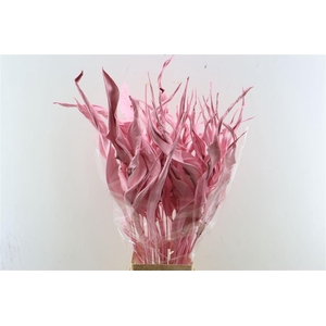 Dried Strelitziablad Lichtrose P Stem