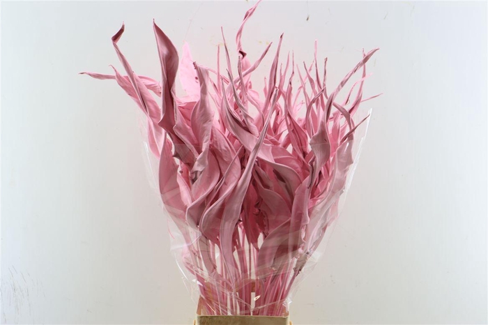 <h4>Dried Strelitziablad Lichtrose P Stem</h4>