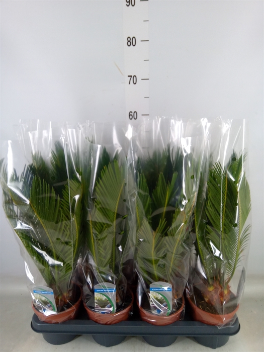 <h4>Cycas revoluta</h4>