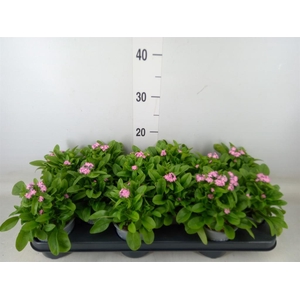 Myosotis sylv. 'Mon Amie Pink'