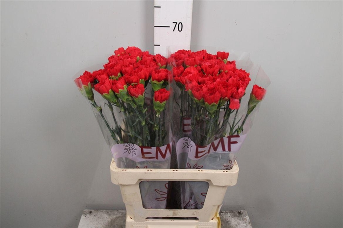 <h4>Di St Grand Slam</h4>