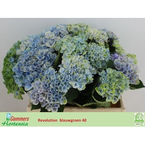 Hydrangea mag revolution
