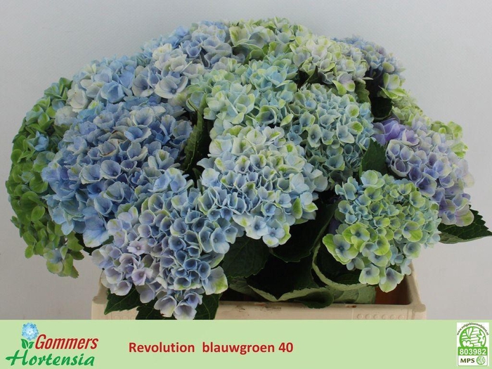 <h4>Hydrangea mag revolution</h4>