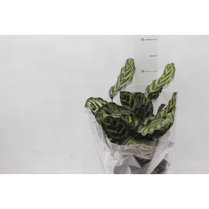 CALATHEA MAKOYAMA P17