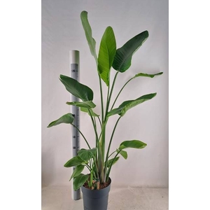 STRELITZIA NICOLAI