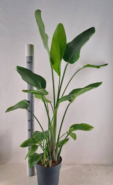 <h4>STRELITZIA NICOLAI</h4>