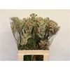 Anigozanthos Bush Diamond Grey