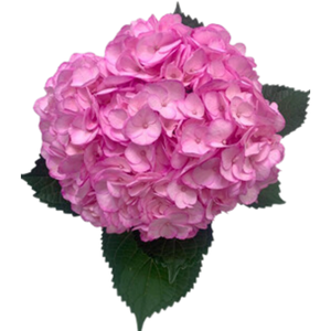 HYDR PREMIUM PINK