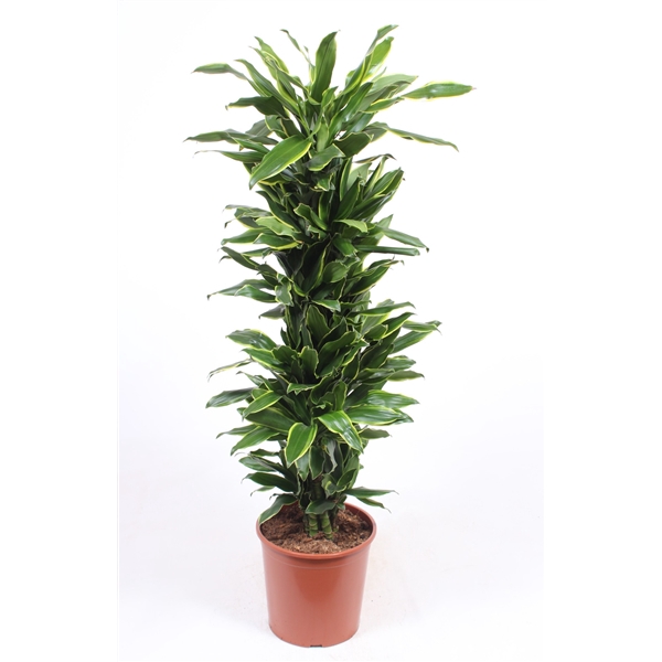 <h4>Dracaena Golden Coast</h4>