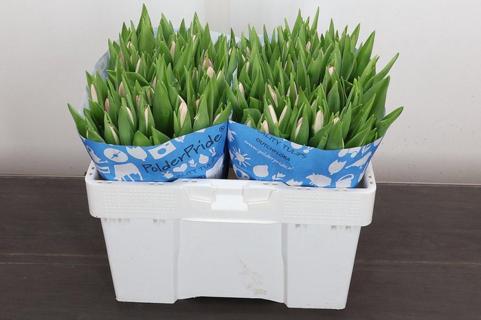 <h4>Tu En Dynasty</h4>