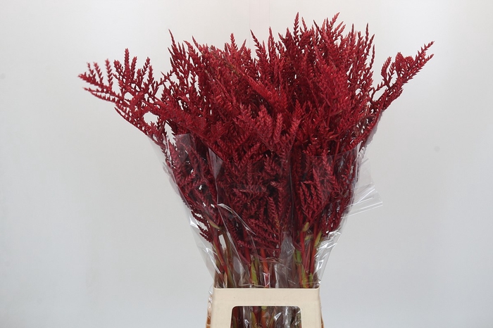 <h4>Bromelia Red Paloma</h4>