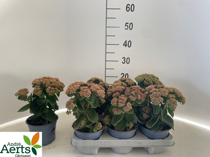 <h4>SEDUM TELEPHIUM</h4>