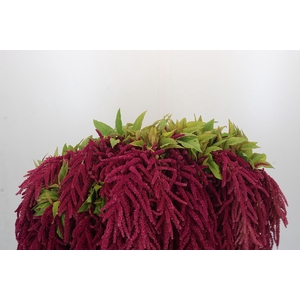 Amaranthus Red