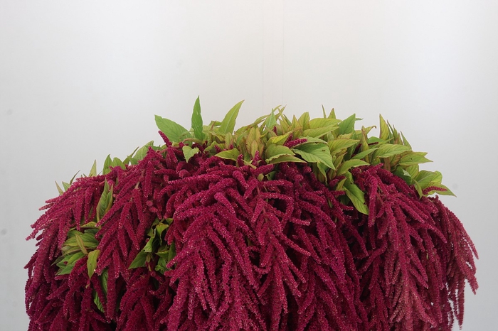 <h4>Amaranthus Red</h4>