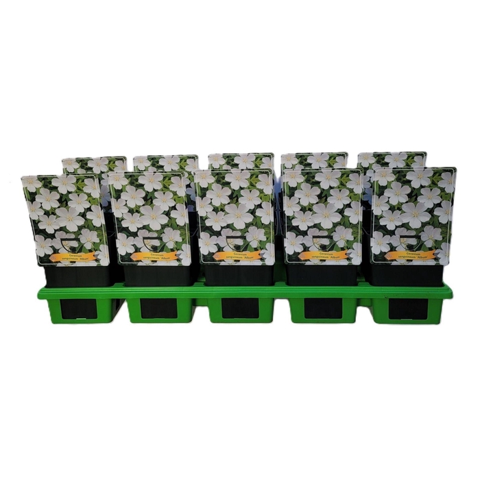 <h4>Geranium sanguineum Album</h4>