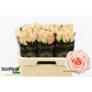 R Gr Harmony Peach Extra Alisha