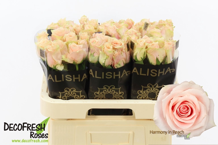 <h4>R Gr Harmony Peach Extra Alisha</h4>