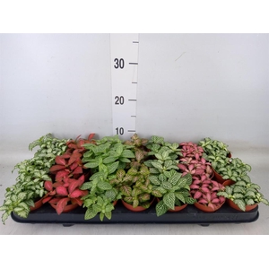 Fittonia   ...mix 7