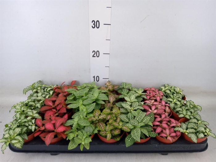 <h4>Fittonia   ...mix 7</h4>