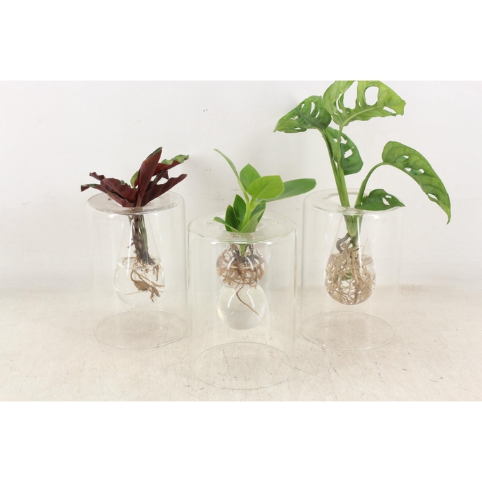 <h4>Arr3 Vde - Sydney Glas X8</h4>