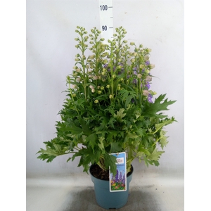 Delphinium el. 'Delgenius Breezin'