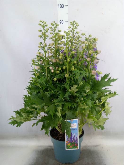 <h4>Delphinium el. 'Delgenius Breezin'</h4>
