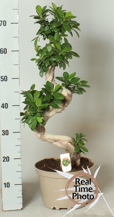 <h4>FIC MI GINSENG</h4>