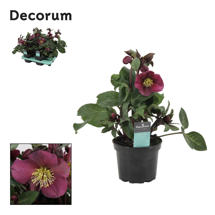 <h4>Helleborus Anna's Red Decorum</h4>