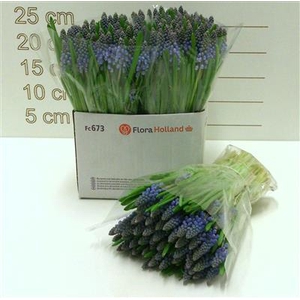 MUSCARI ARMENIACUM x50