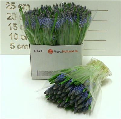 <h4>MUSCARI ARMENIACUM x50</h4>