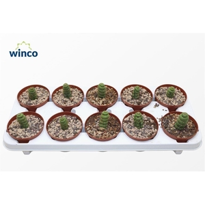 Eulychnia Castanea Spiralis