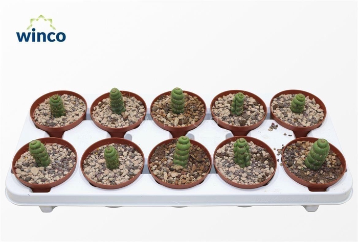 <h4>Eulychnia Castanea Spiralis</h4>