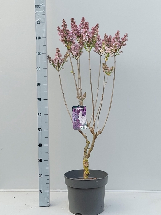 <h4>SYRI V LAVALIENSIS</h4>