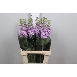 Matth Iron * Premium* Lavendel