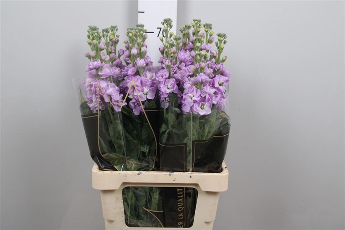 <h4>Matth Iron * Premium* Lavendel</h4>