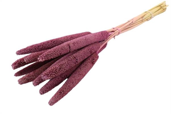 Bunch Babala 10pcs Slv L65