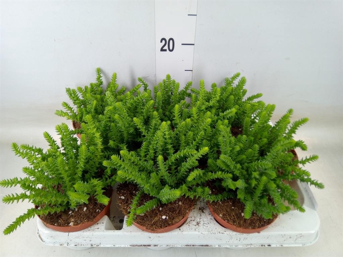 <h4>Crassula ...</h4>