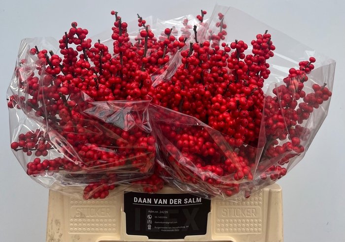 <h4>ILEX VE OOSTERWIJK</h4>