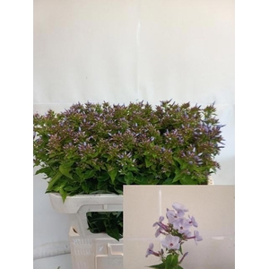 Phlox P Miss Lolita