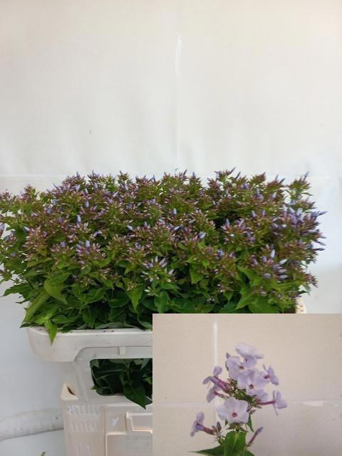 <h4>Phlox P Miss Lolita</h4>
